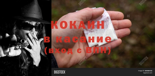 сатива Новозыбков