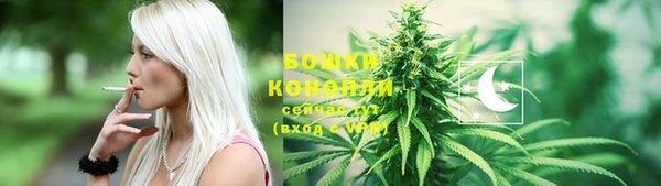 сатива Новозыбков