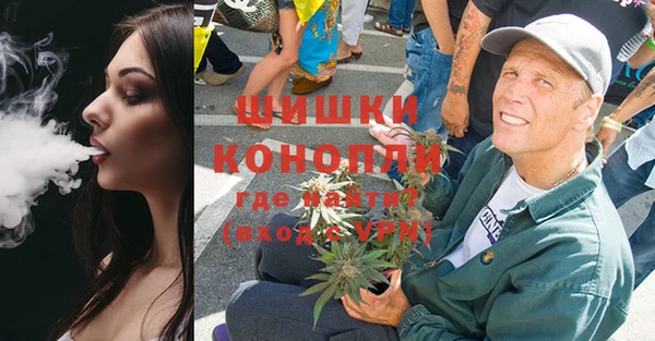сатива Новозыбков