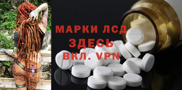 сатива Новозыбков