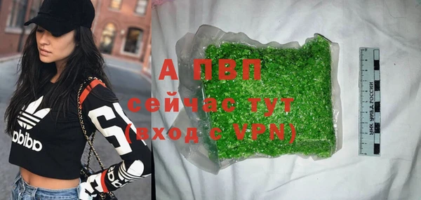 сатива Новозыбков